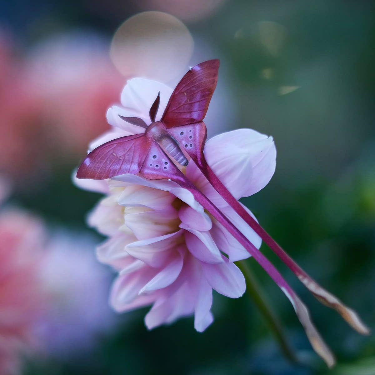 Moth & Myth Blush Pink Moth Set (3 pcs) - product shown on flower. 