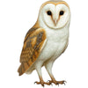 Large Paper Barn Owl
