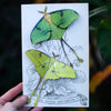 Moth & Myth African Moon Moth Luna Moth Set (4 pcs) - product shown in packaging. 