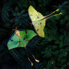 Moth & Myth African Moon Moth Luna Moth Set (4 pcs) - product shown on top of leaves. 