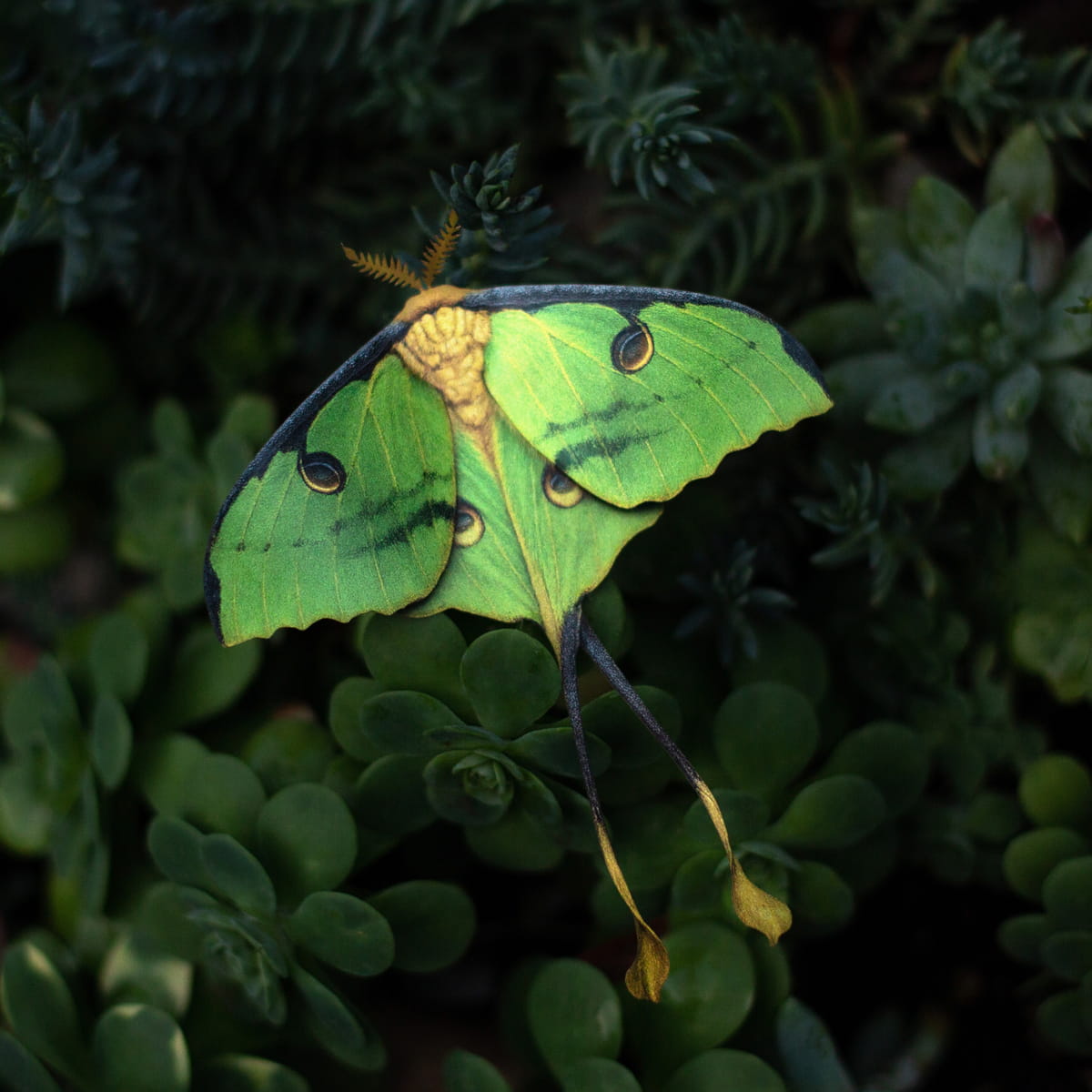 Moth &amp; Myth African Moon Moth Luna Moth Set (4 pcs) - product shown on top of leaves. 