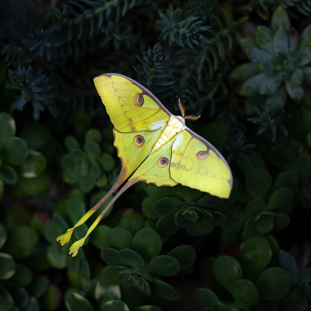 Moth &amp; Myth African Moon Moth Luna Moth Set (4 pcs) - product shown on top of leaves. 