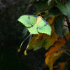 Moth & Myth African Moon Moth Luna Moth Set (4 pcs) - product shown on top of leaves. 