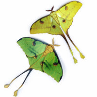 Moth & Myth African Moon Moth Luna Moth Set (4 pcs)