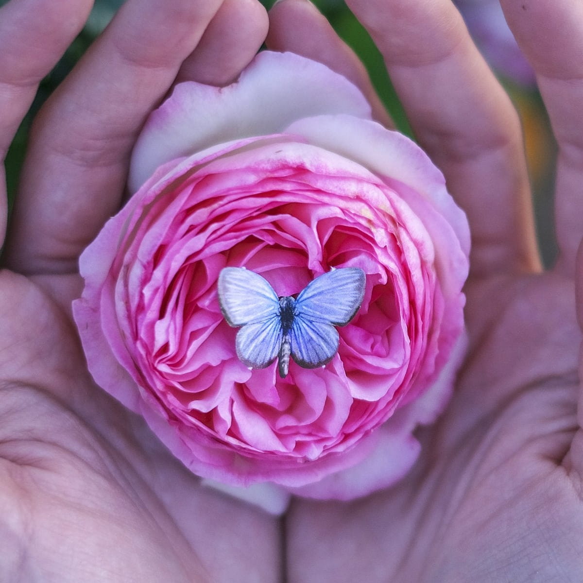 Moth &amp; Myth Hyacinth Moth Set (4 pcs) - product shown on flowers. 