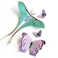 Moth & Myth Hyacinth Moth Set (4 pcs)
