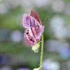 Moth & Myth Blue-Gray Satyr & Boat Orchid Set (4 pcs) - product shown on a plant.