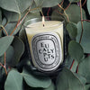 Diptyque Eucalyptus Classic Candle (190 g) - product shown on eucalyptus plant. 
