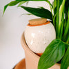 Pepin Hydrating Olla - Speckled White (1 pc) - product shown in plant. 