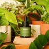Pepin House Plant Serum (60 ml)- product shown on a plant. 
