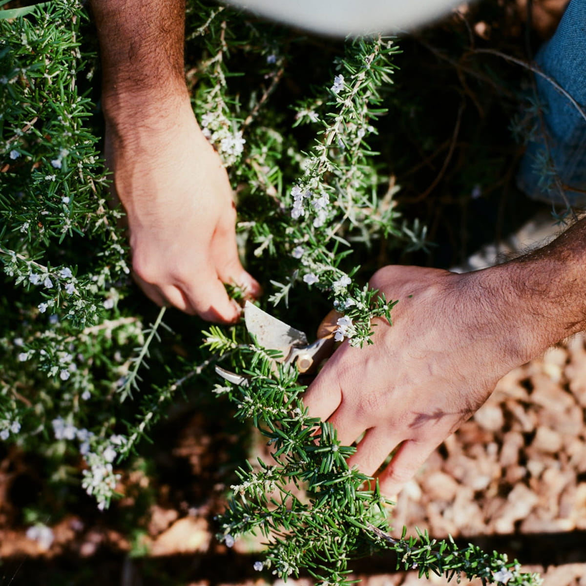 Person pruning a rosemary plant with shears
