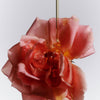 Jasmine Damask Rose Hand Soap being poured over a Damask Rose
