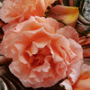 Close-up of Damask Roses
