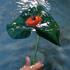 Hand holding heirloom tomato on a large leaf held above water
