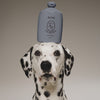 Biche Cloud Cleanser For Dogs (420 ml) - product shown on top of dogs head.