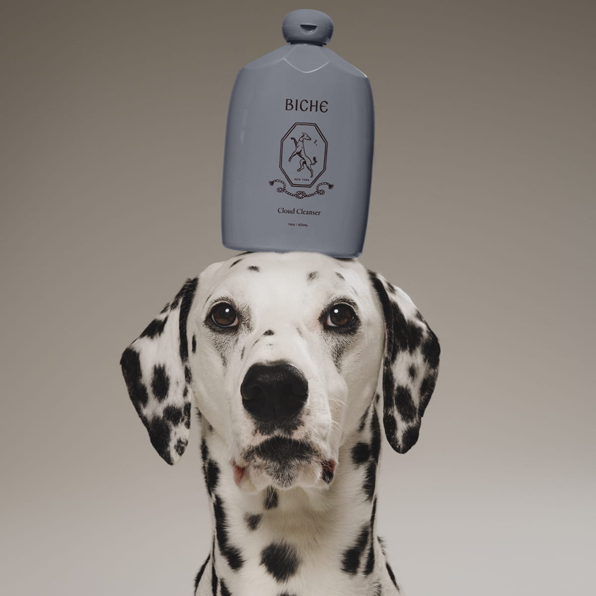 Biche Cloud Cleanser For Dogs (420 ml) - product shown on top of dogs head.
