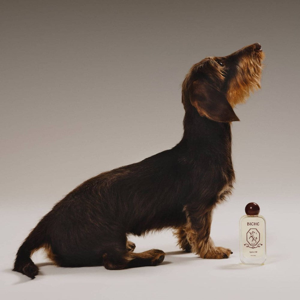Biche Apres Oil For Dogs (50 ml) - product shown with dog. 
