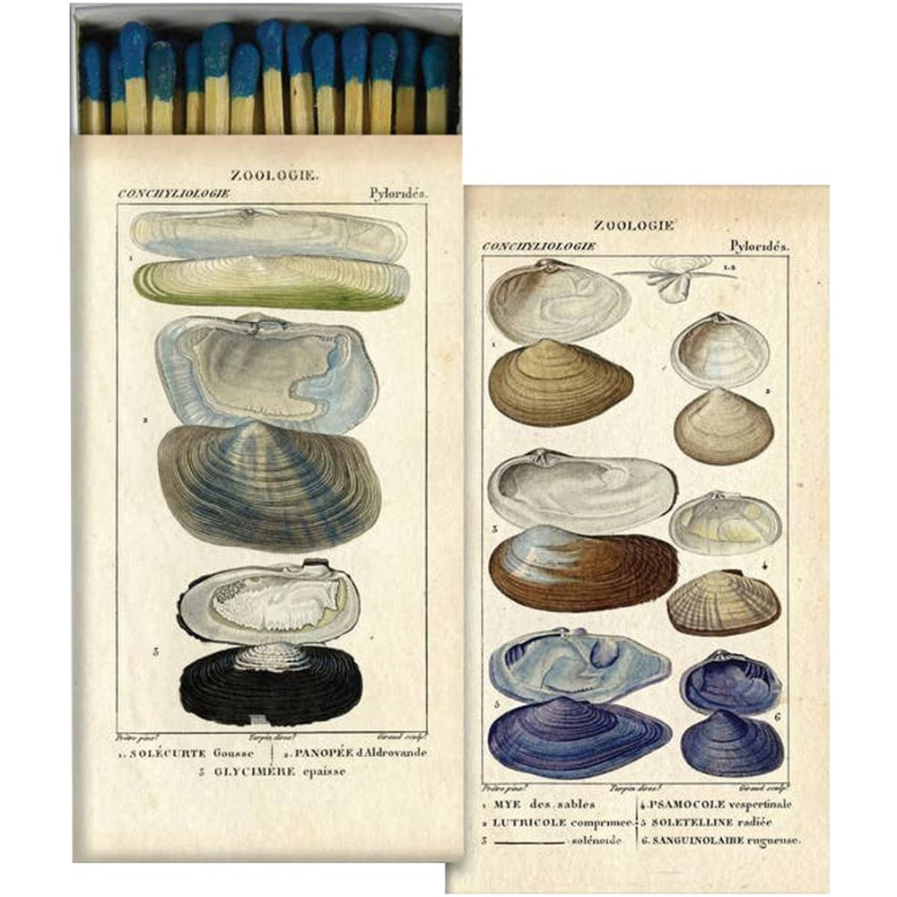 HomArt Seashell Specimens Matches (1 box)