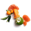 Corpus Nº Green Natural Body Wash (266 ml) - citrus shown on white background.