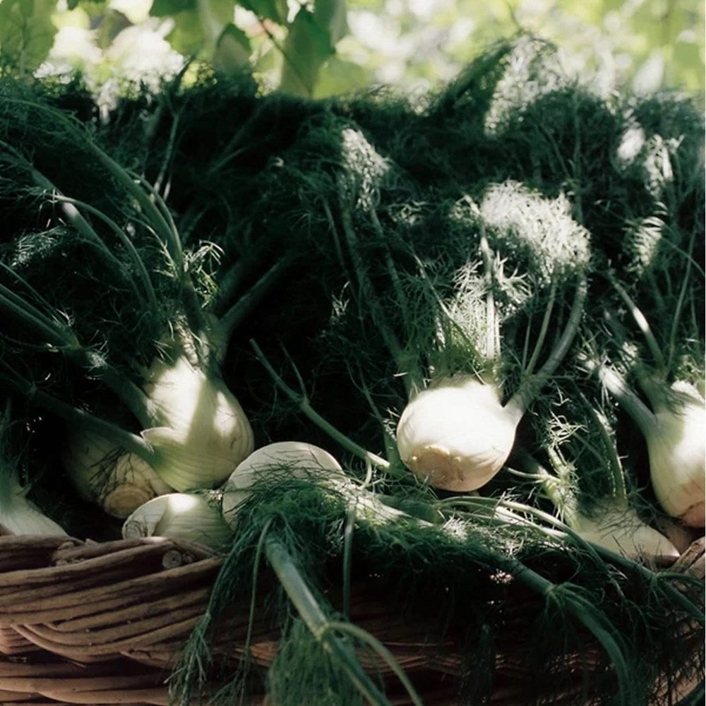 Fresh fennel bulbs with long green fronds piled in a wicker basket, photographed outdoors with dappled sunlight and blurred greenery in the background.
