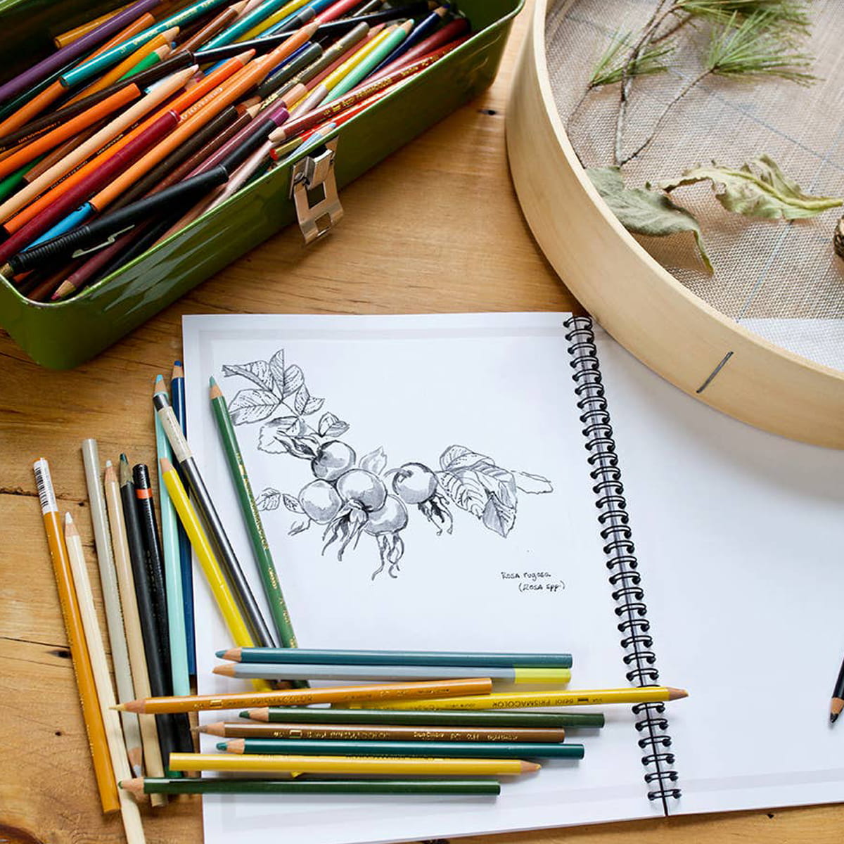 Herbal Academy Botanical Illustrations Workbook (1 pc) - product shown open. 
