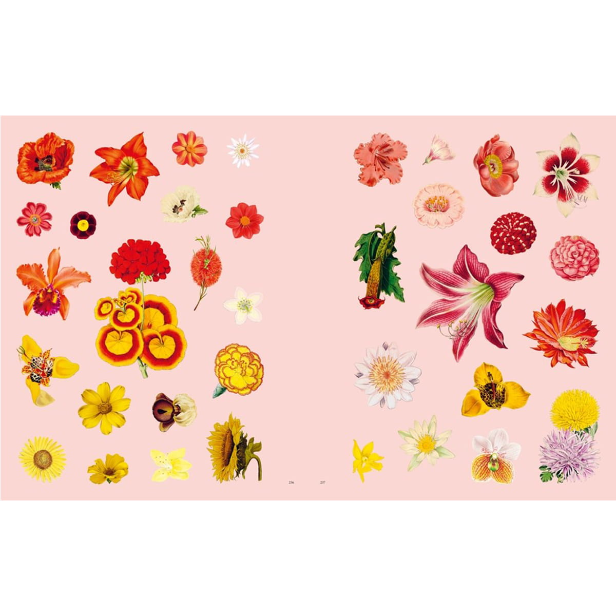 Chronicle Books Extraordinary Things Sticker Book (1 pc) sample pages featuring decorative flower stickers on a light pink background, including various flowers and botanical illustrations.