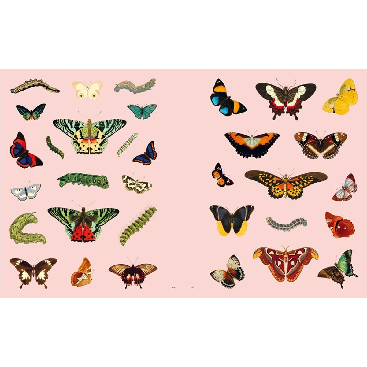 Chronicle Books Extraordinary Things Sticker Book (1 pc) sample pages featuring butterfly and moth illustrations arranged on a pale pink background, with several green caterpillars interspersed. The artwork shows many different species in varied colors including black, orange, yellow, red, blue, green, and white.