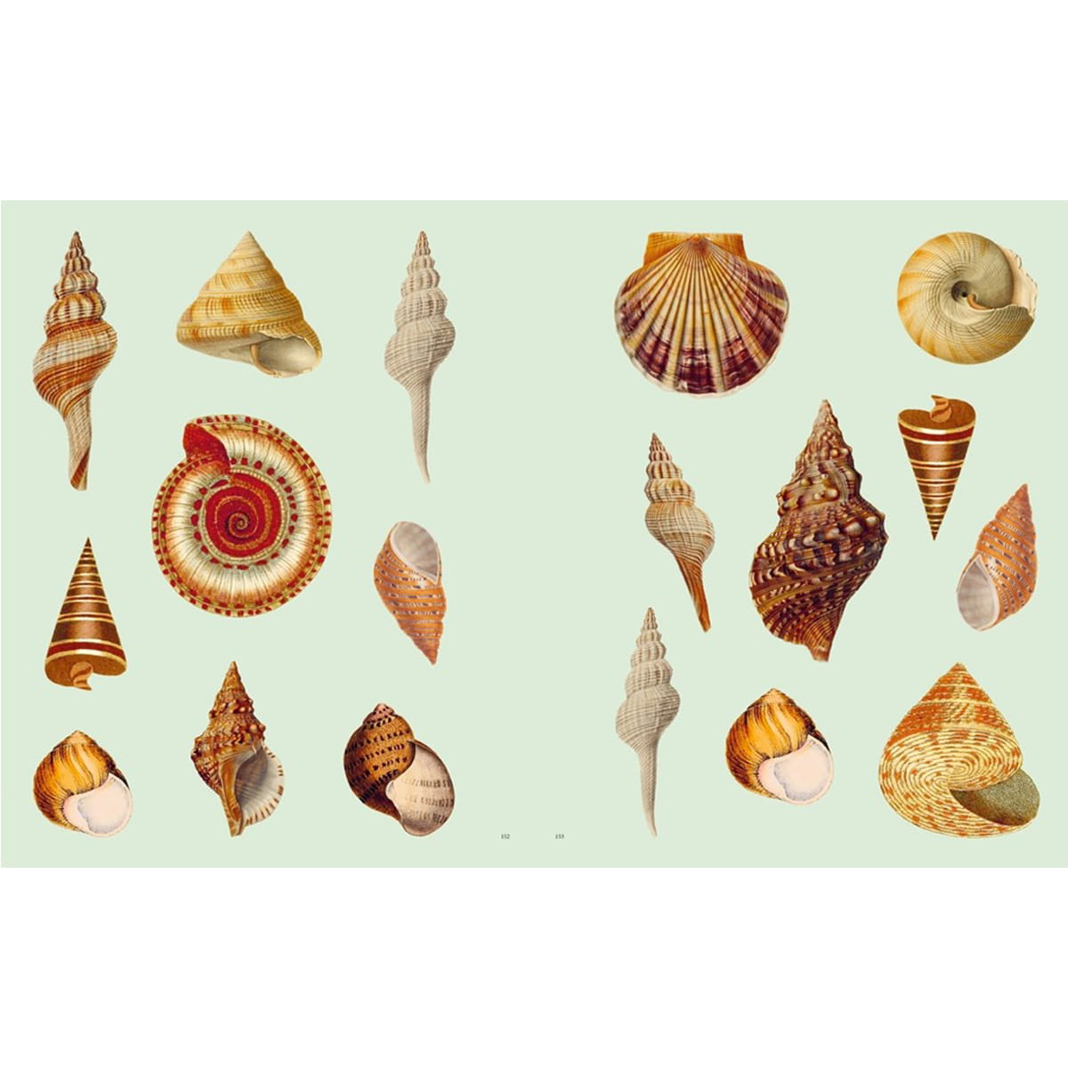 Chronicle Books Extraordinary Things Sticker Book (1 pc) sample pages featuring illustrations of seashells in various species and orientations, arranged on a pale mint green background.