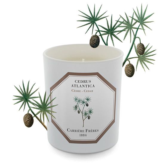 Carriere Freres Cedar Candle  (185 g) with cedar plant illustration in the background