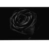 Black Rose