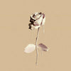 White Rose