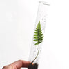 June & December Fluttery Mix Pencil Terrarium Set - growing plant inside