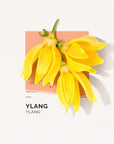 Solinotes Paris Ylang Eau de Parfum - floral representation
