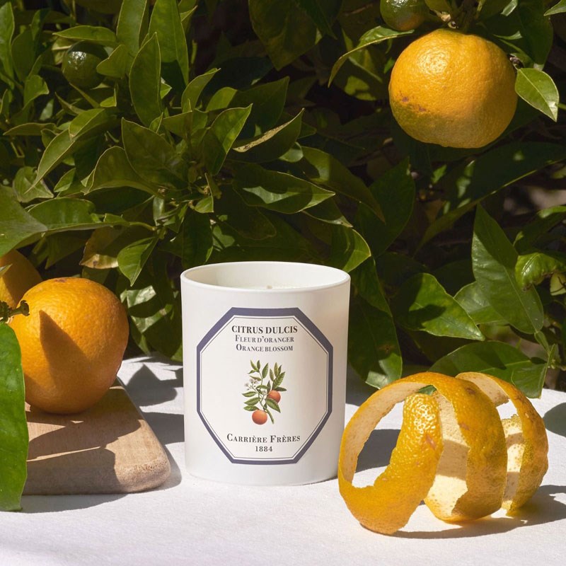 Carriere Freres Orange Blossom Candle showing candle beside a tree with oranges