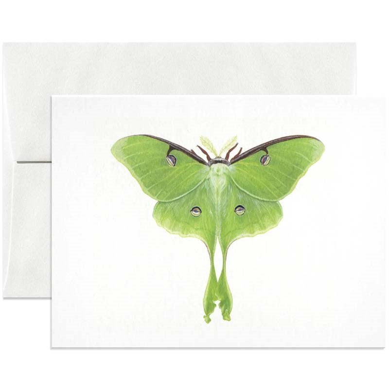Luna Moth Greeting Card - Beautyhabit