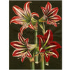 John Derian Paper Goods Wrapping Paper & Gift Tags - Product design shown lilies