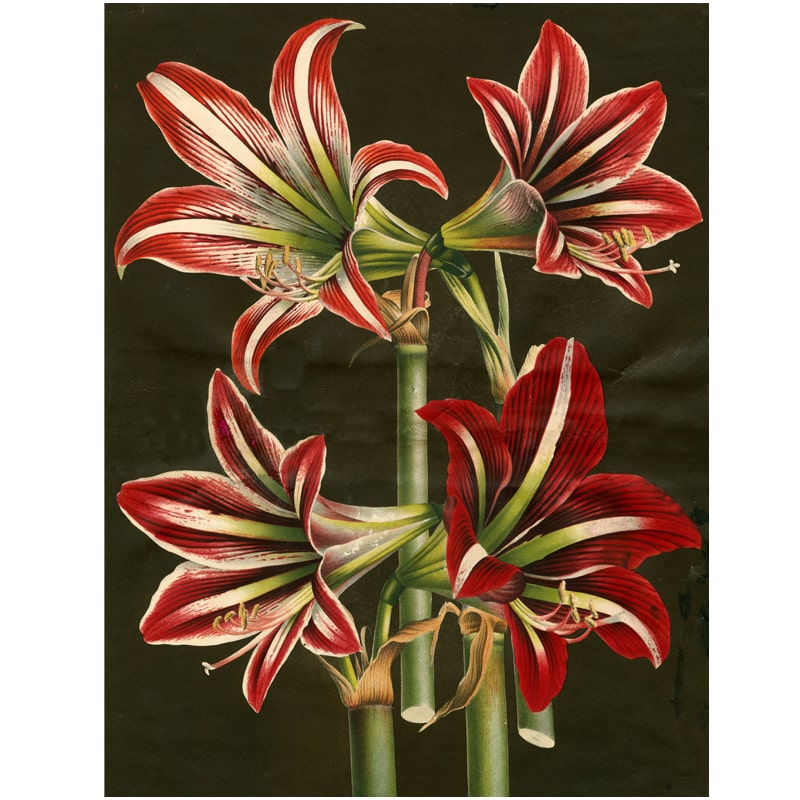 John Derian Paper Goods Wrapping Paper &amp; Gift Tags - Product design shown lilies