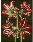 John Derian Paper Goods Wrapping Paper & Gift Tags - Product design shown lilies