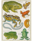 John Derian Paper Goods Wrapping Paper & Gift Tags - Product design shown frogs