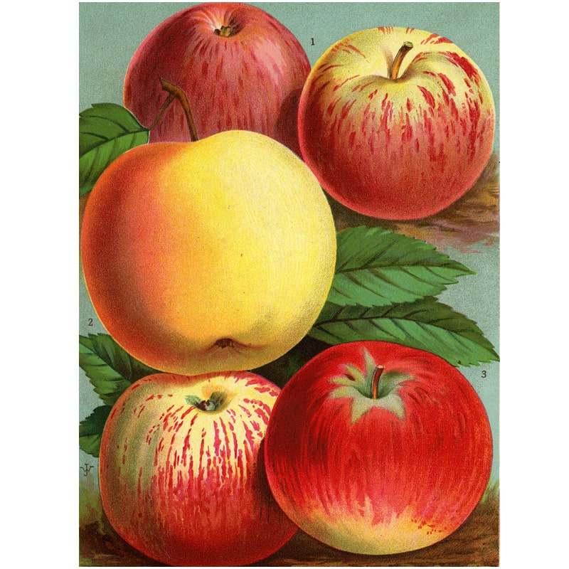 John Derian Paper Goods Wrapping Paper &amp; Gift Tags - Product design shown apples