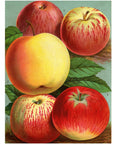 John Derian Paper Goods Wrapping Paper & Gift Tags - Product design shown apples