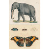 John Derian Paper Goods - John Derian Sticker Book - Elephant and butterfly stickers