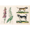 John Derian Paper Goods - John Derian Sticker Book - Dog and plant stickers