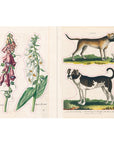 John Derian Paper Goods - John Derian Sticker Book - Dog and plant stickers
