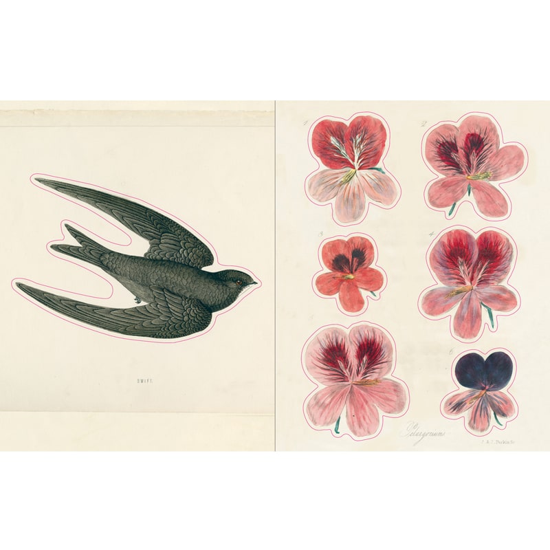 John Derian Paper Goods - John Derian Sticker Book - Flower and bird stickers