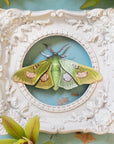 Moth & Myth Limelight Moth Set - Beauty shot, product displayed on ceramic frame
