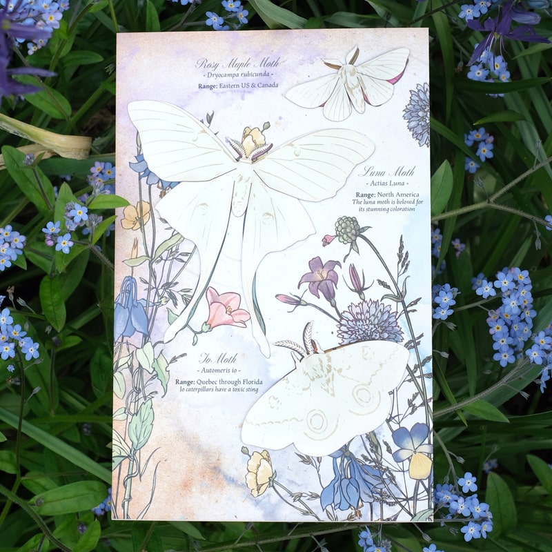 Moth &amp; Myth North American Insect Watercolor Kit - Product displayed on flowers