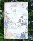 Moth & Myth North American Insect Watercolor Kit - Product displayed on flowers