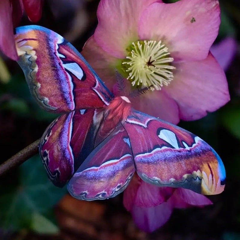 Moth & Myth Amber Atlas Moth Set - Product displayed on top of flower
