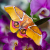 Moth & Myth Amber Atlas Moth Set - Product shown on top of flower